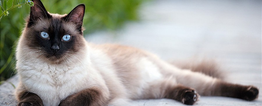 Telefon-chat-linien aus