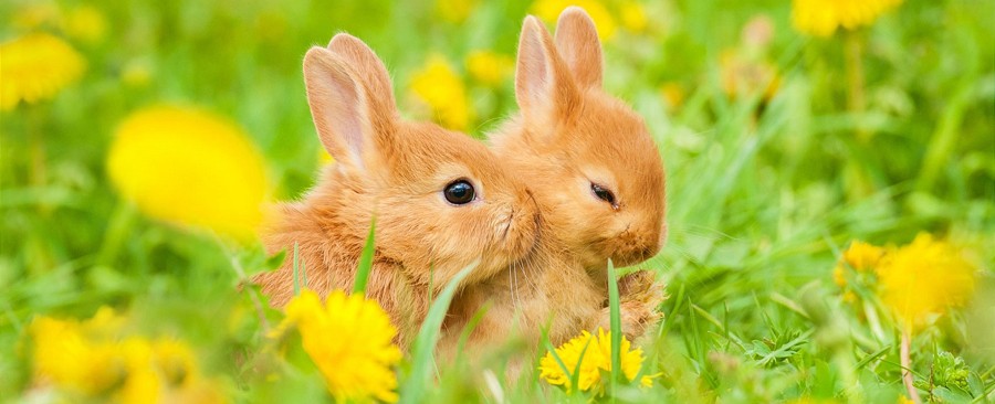  Kaninchen 