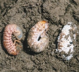  Biologische Schädlingsbekämpfung 
