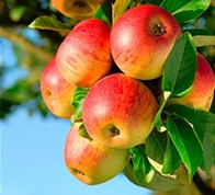  Bodenproben Obst- und Weinbau 