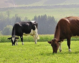 Weidemischungen 
