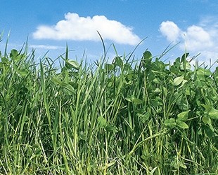  Futterbaumischung Famosa 