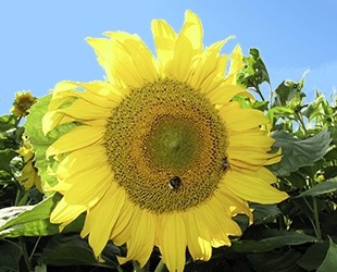  Sonnenblumen 