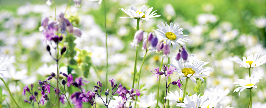 Blumenwiesen Blumenrasen Eric Schweizer Ag