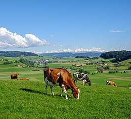  Futterbau 