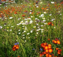  Blumenwiesen und Blumenrasen 