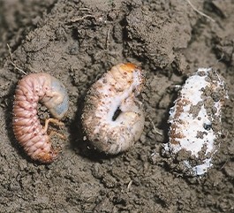  Biologische Schädlingsbekämpfung 