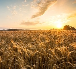  Tradition und Innovation 